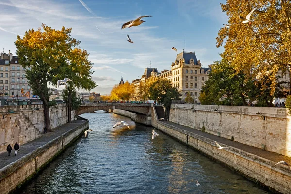 Vögel in Paris. Blick vom Pont au double — Stockfoto