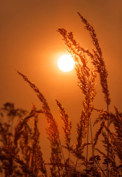 Vad mező a fű a golden sunset — Stock Fotó