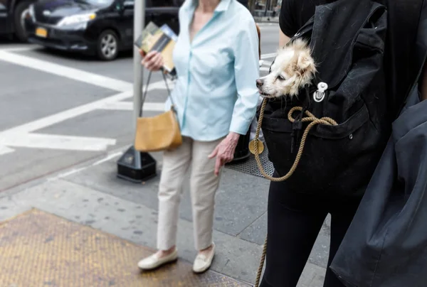 Dogs in New York City — Stock Photo, Image