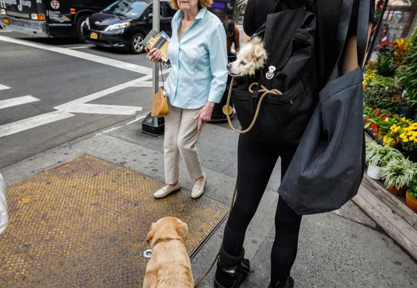 Perros en Nueva York —  Fotos de Stock