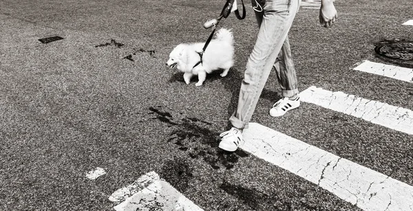 Honden in New York City — Stockfoto