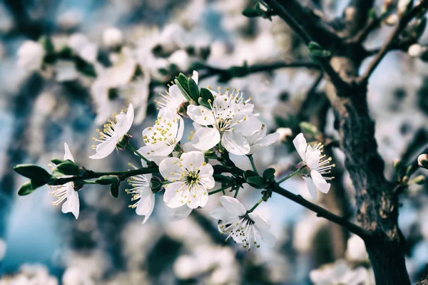 Flores da primavera flor — Fotografia de Stock