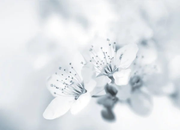 Lente bloemen bloeien — Stockfoto