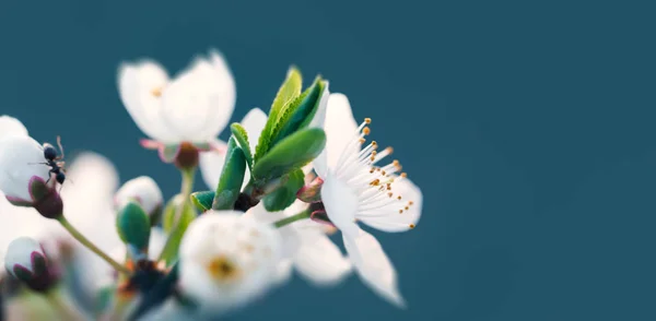 Bahar çiçek çiçek — Stok fotoğraf