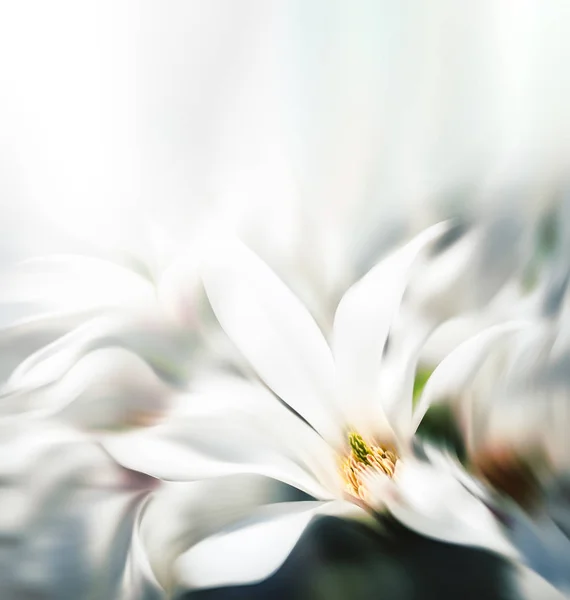抽象的なマグノリアの花のイメージがぼやけ — ストック写真