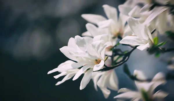 Virágzó magnólia fát — Stock Fotó