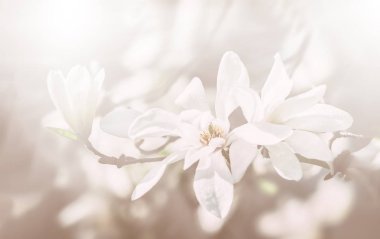 çiçek açan bir manolya ağacı