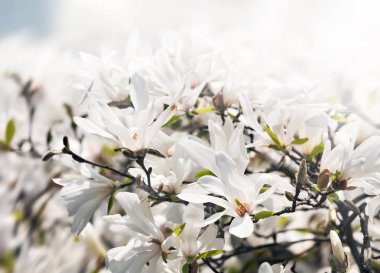 çiçek açan bir manolya ağacı