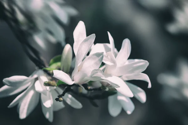 Çiçek açan bir manolya ağacı — Stok fotoğraf
