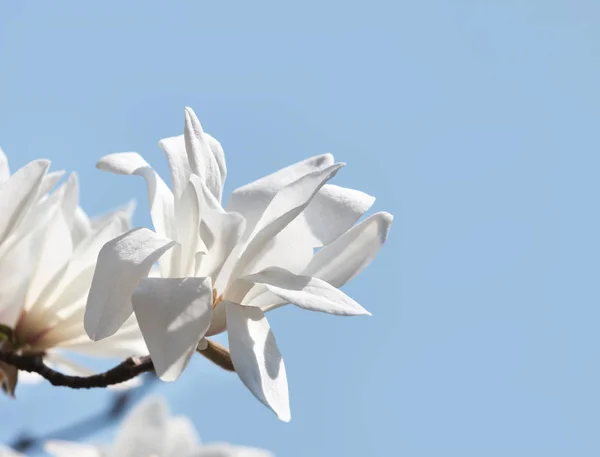 盛开的白玉兰树 — 图库照片