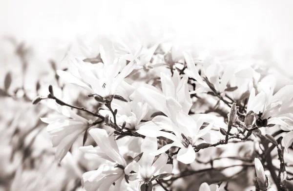 咲くマグノリアの木 — ストック写真