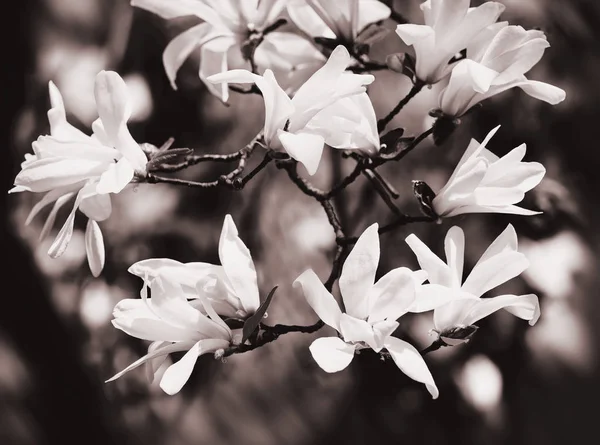 Albero di magnolia in fiore — Foto Stock