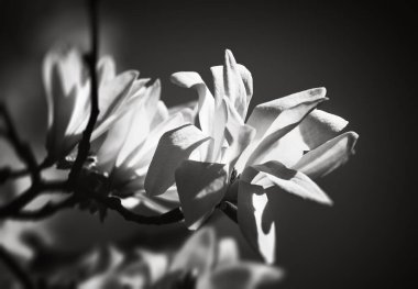 çiçek açması Manolya çiçek