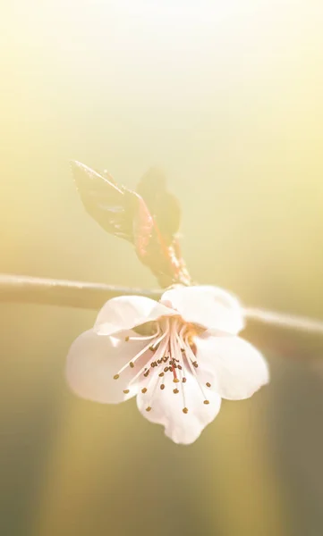 Blommande träd i vårens tid — Stockfoto