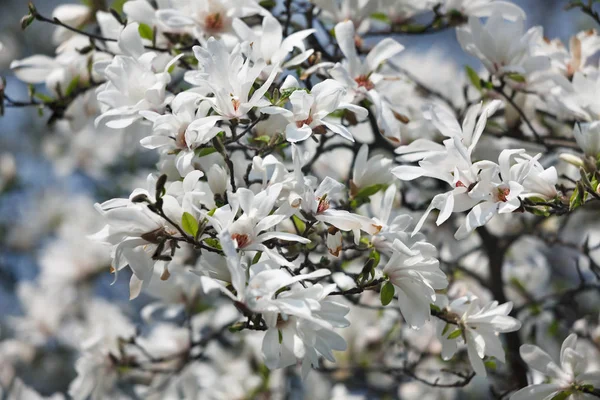 Blossoming magnolia flowers — Stock Photo, Image