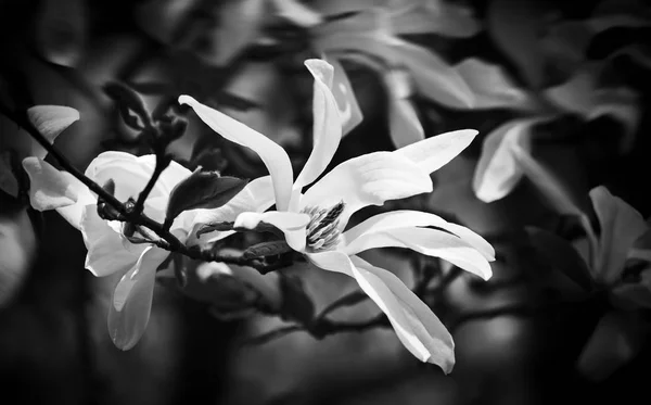 Bloeiende magnolia bloemen — Stockfoto