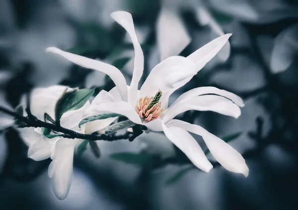 Bloeiende magnolia bloemen — Stockfoto
