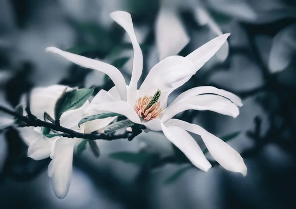 マグノリアの花を咲かせて — ストック写真