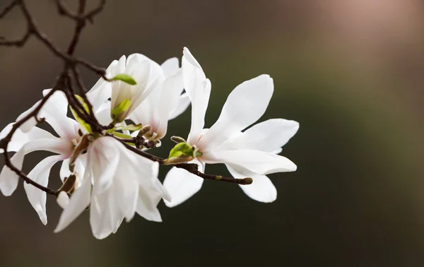 Bloeiende magnolia bloemen — Stockfoto