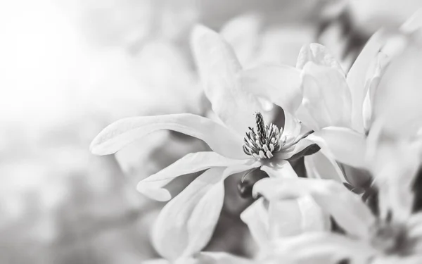 Blühende Magnolienblüten — Stockfoto
