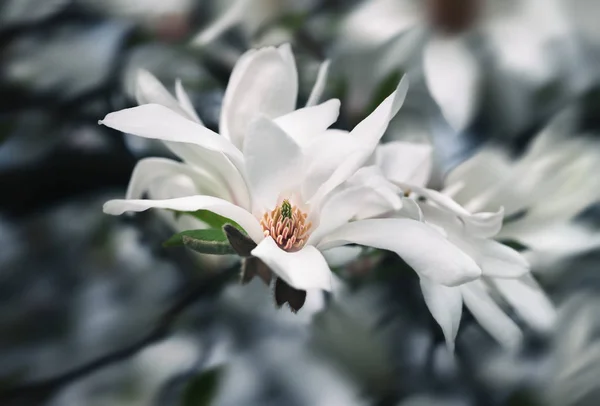 Virágzó magnólia virág — Stock Fotó