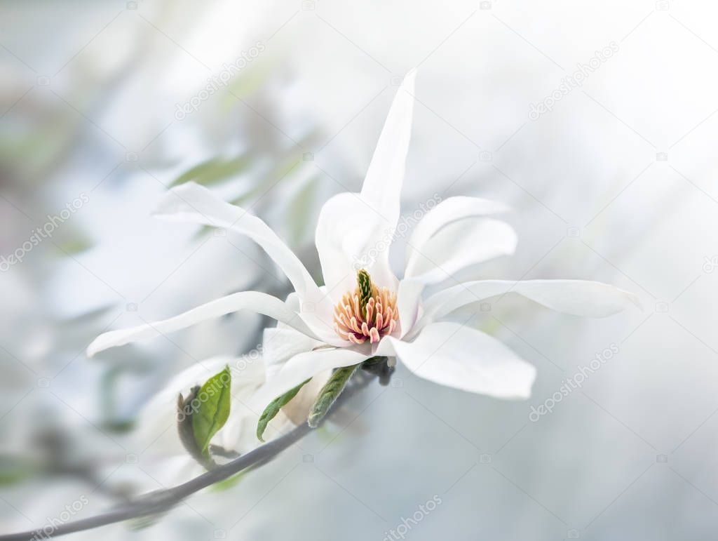 blossoming magnolia flowers