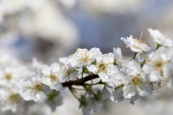 Flores blancas árbol después de la lluvia — Foto de Stock