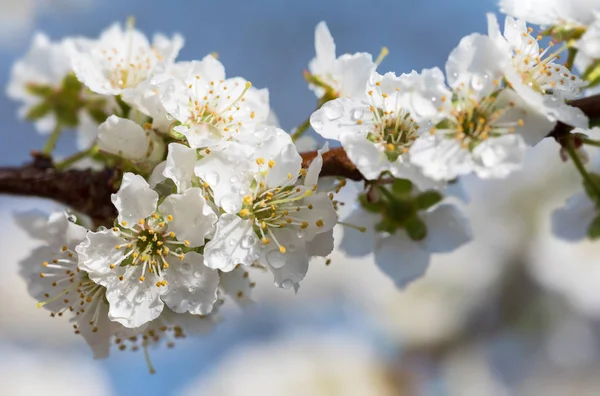 Witte bloemen boom na regen — Stockfoto