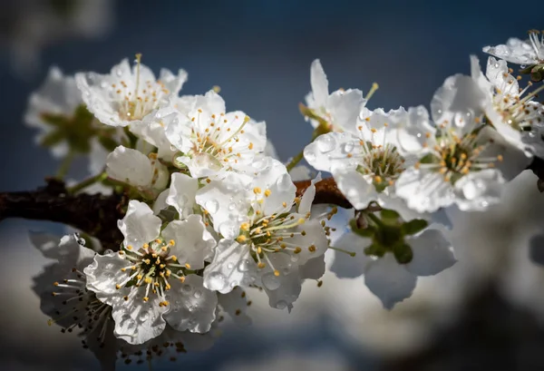 Witte bloemen boom na regen — Stockfoto