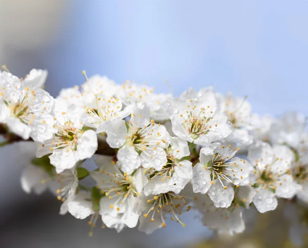 Arbre de fleurs blanches après la pluie — Photo