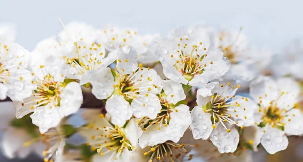 Witte bloemen boom na regen — Stockfoto