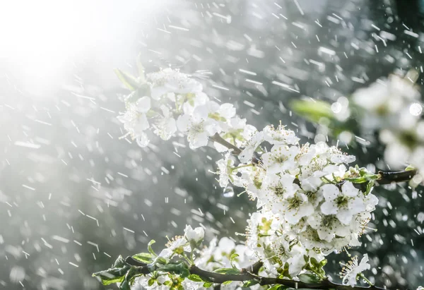 Lluvia de primavera en el jardín — Foto de Stock