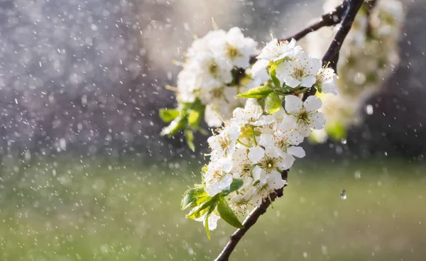 Lluvia de primavera en el jardín — Foto de Stock