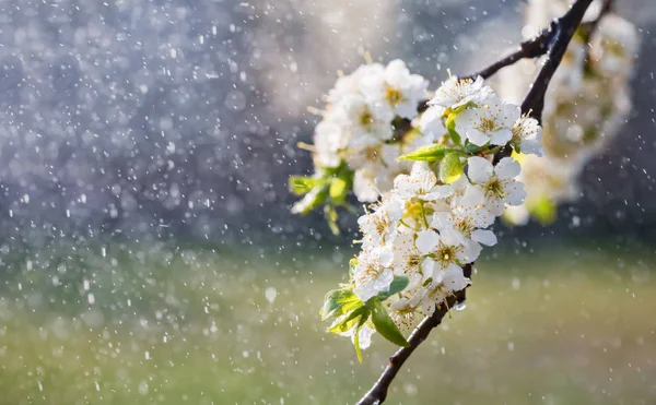 Lluvia de primavera en el jardín — Foto de Stock