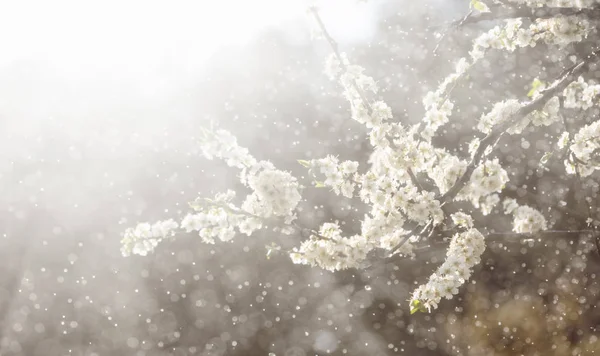 Vårregn i trädgården — Stockfoto