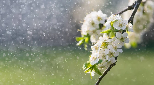 Vårregn i trädgården — Stockfoto