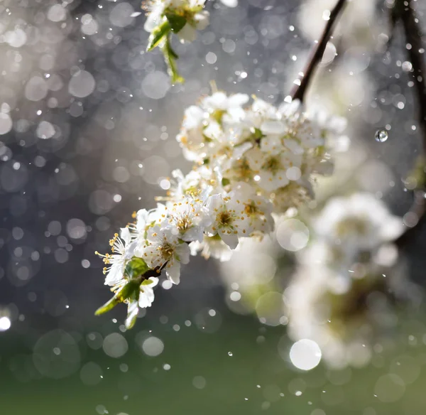 Spring rain in the garden — Stock Photo, Image