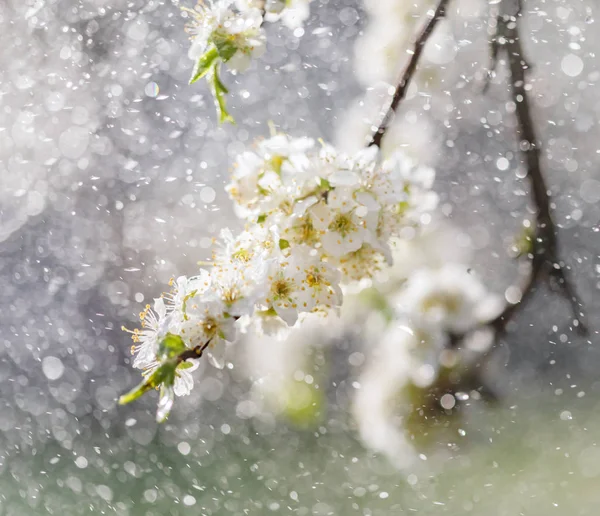 Chuva de primavera no jardim — Fotografia de Stock