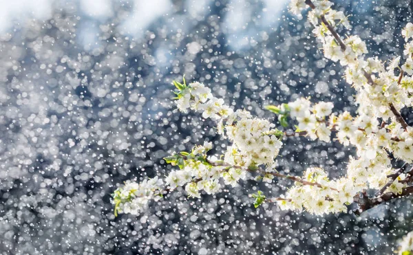 Lluvia de primavera en el jardín — Foto de Stock