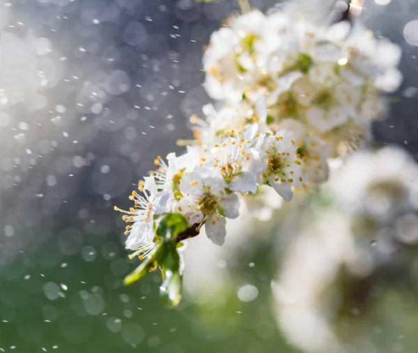 Chuva de primavera no jardim — Fotografia de Stock