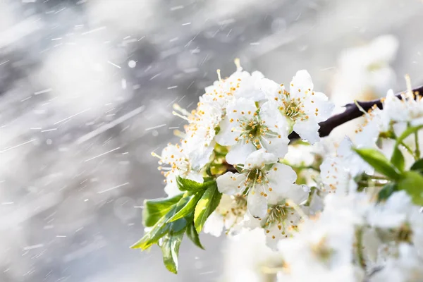 Spring rain in the garden — Stock Photo, Image