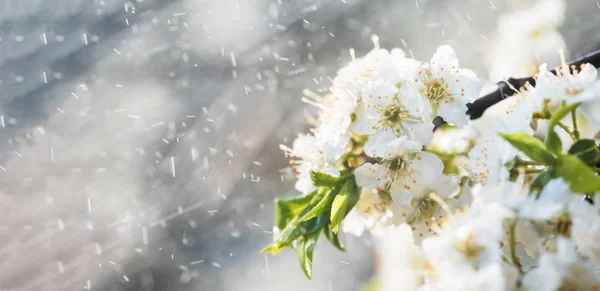 Spring rain in the garden — Stock Photo, Image