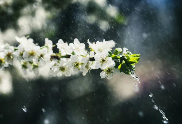 Spring rain in the garden — Stock Photo, Image