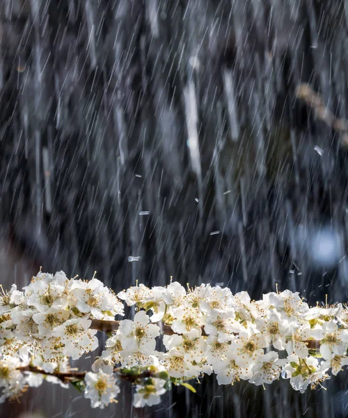 Vårregn i trädgården — Stockfoto