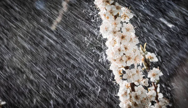 Lluvia de primavera en el jardín — Foto de Stock