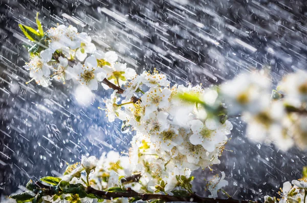 Vårregn i trädgården — Stockfoto