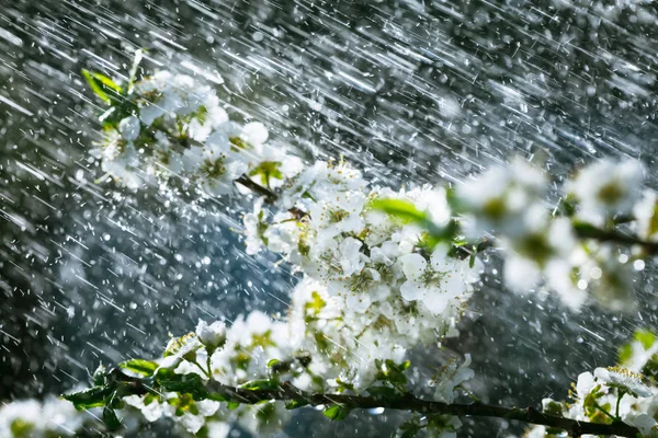 Deszcz wiosna w ogrodzie — Zdjęcie stockowe