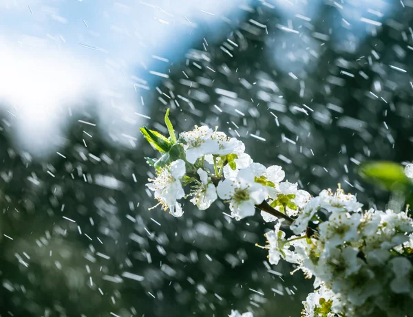 Lluvia de primavera en el jardín — Foto de Stock