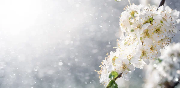 Pluie printanière dans le jardin — Photo