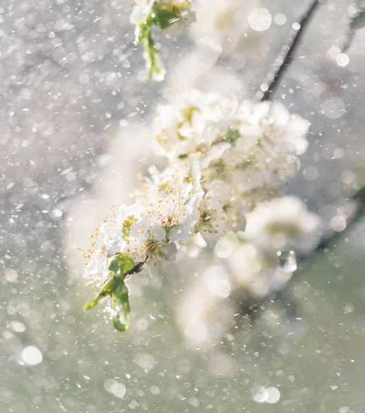 Chuva de primavera no jardim — Fotografia de Stock